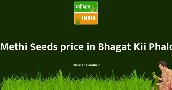 Methi Seeds price